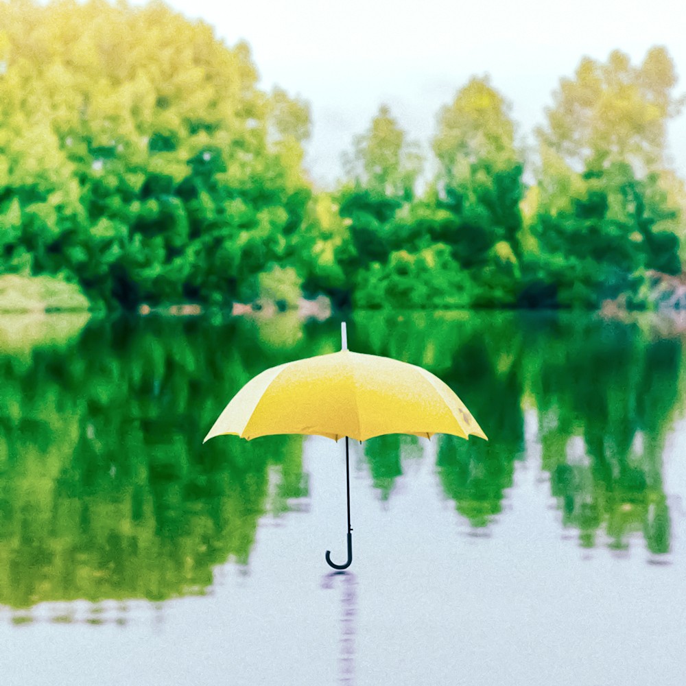 黄色の雨傘の写真