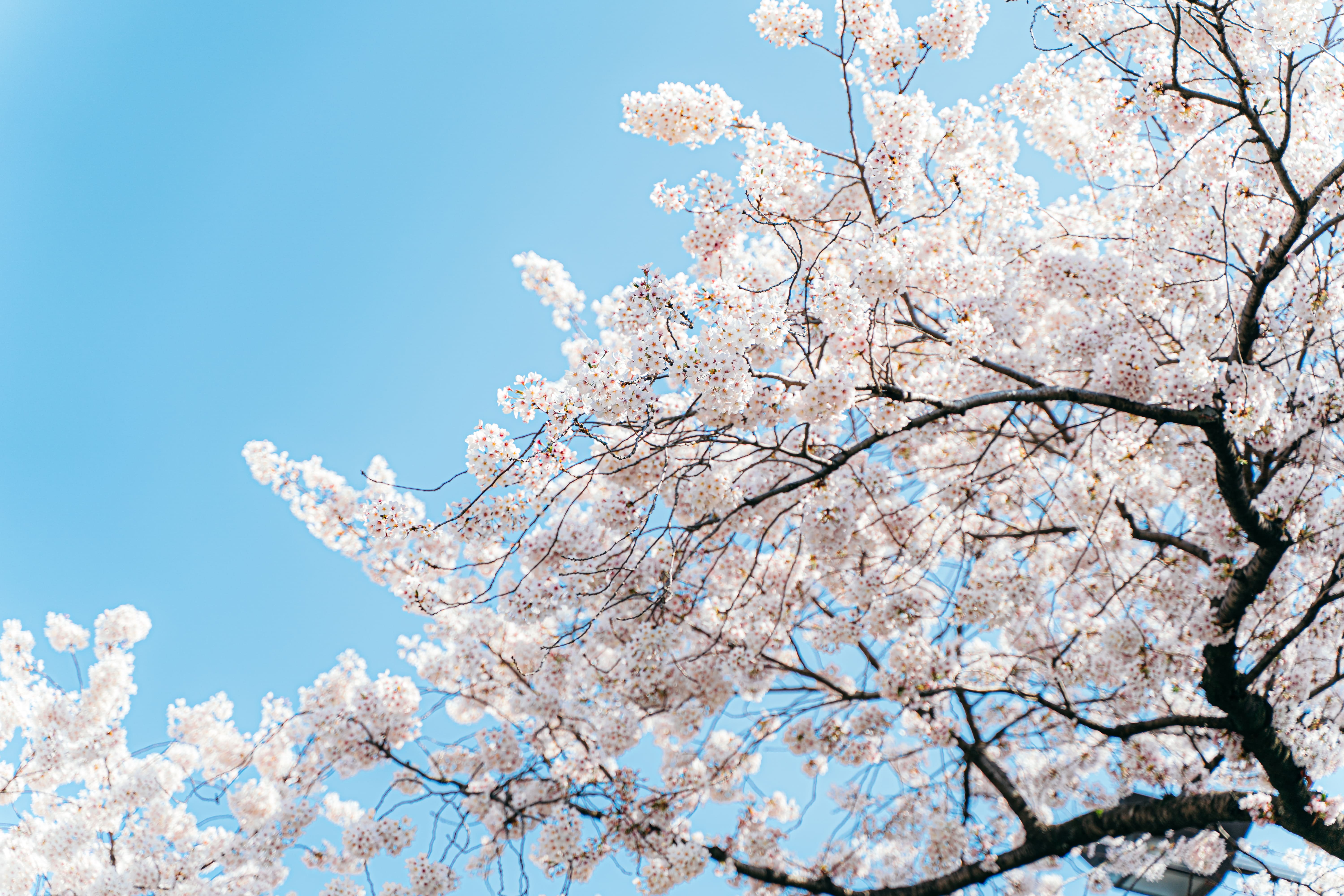 地元の桜の写真
