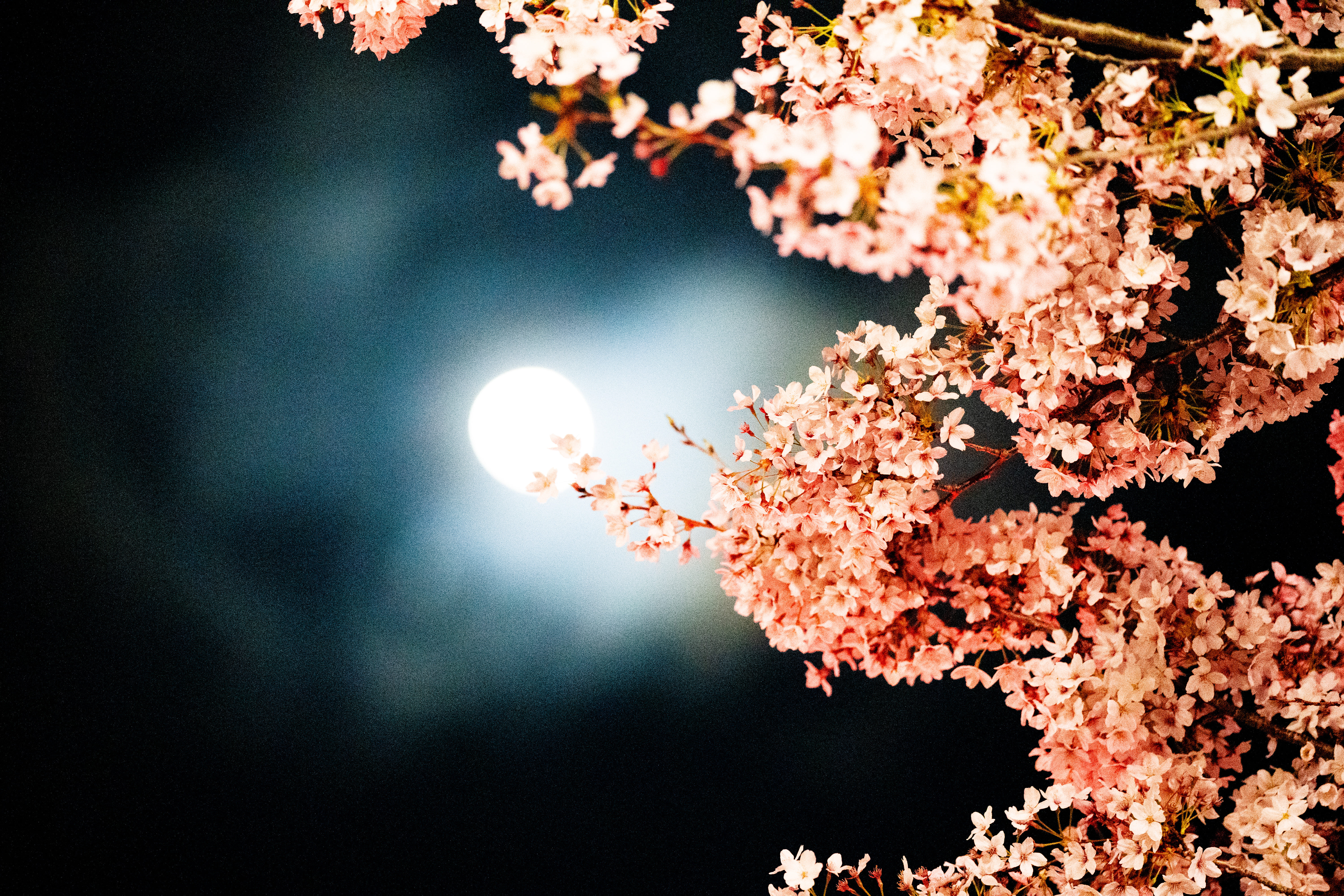 地元の夜桜の写真