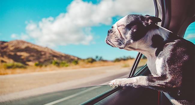 わんこがいる生活