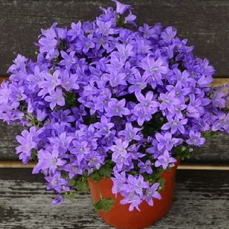 季節の花々や植物の画像