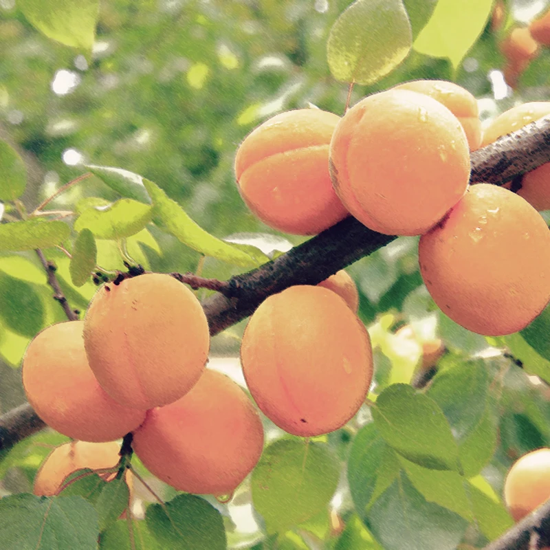 アプリコットの花