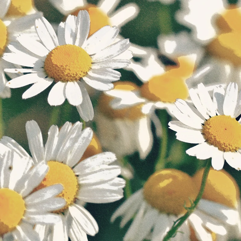 カモミールの花