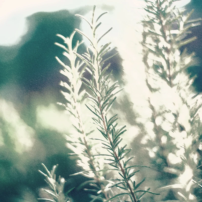 ローズマリーの花