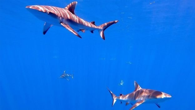 Discover admiral shark casino review