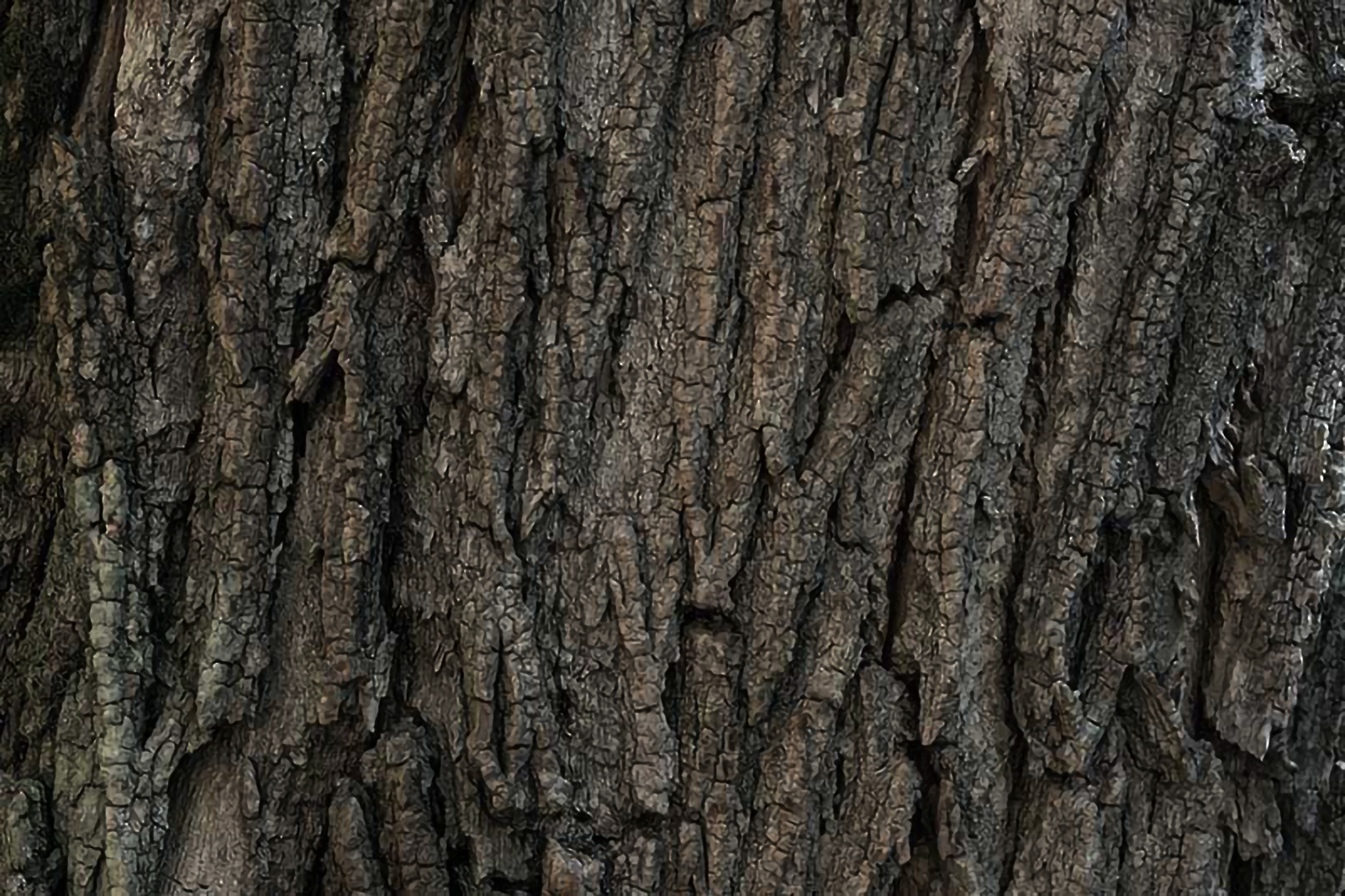 ミズナラ樹皮