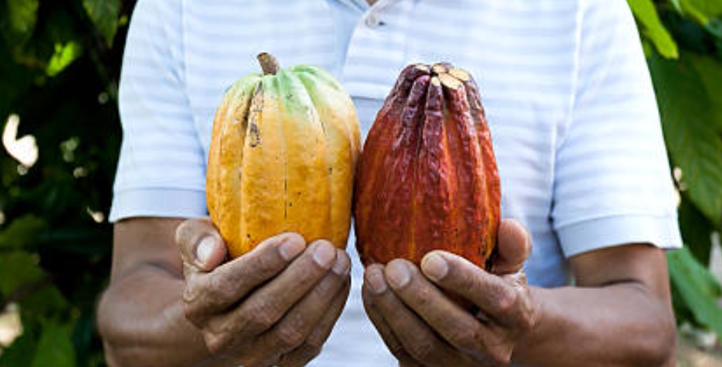 カカオの実を持つ男性