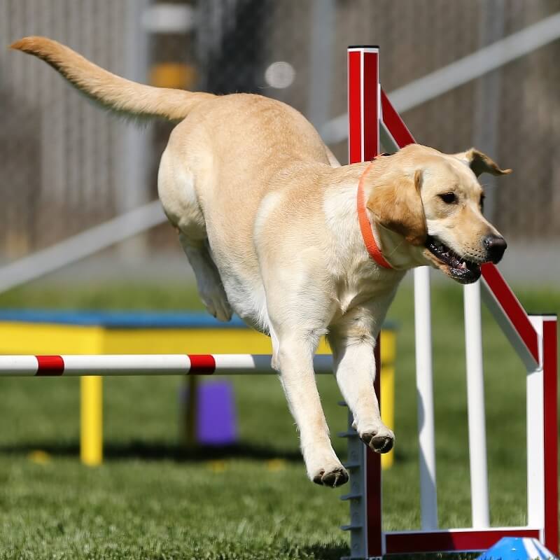 原っぱゾーンの写真2