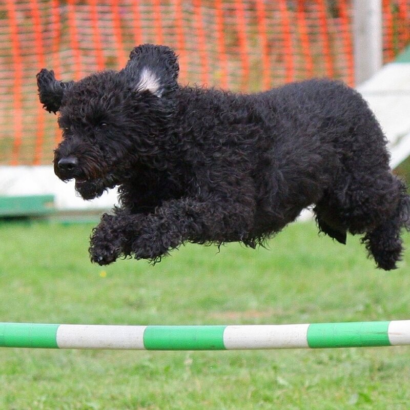 原っぱゾーンの写真3