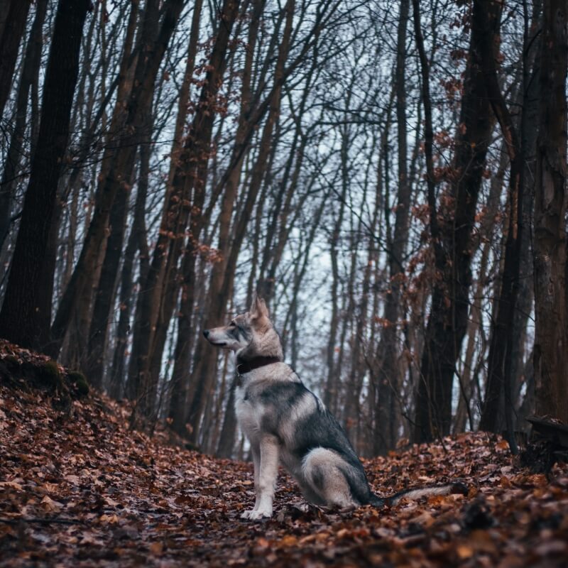 森ゾーンの写真1