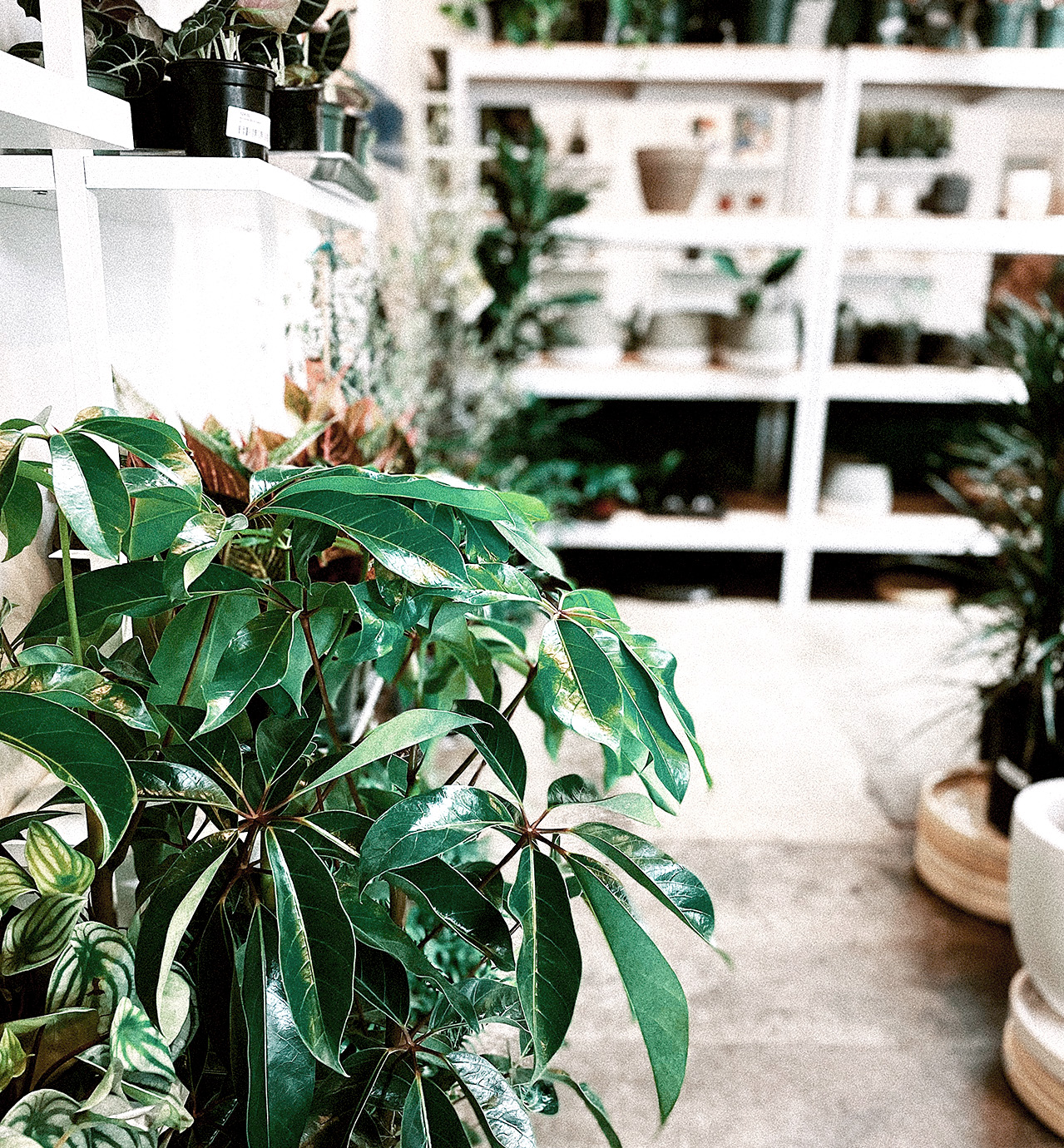 南青山店 取り扱いアイテム