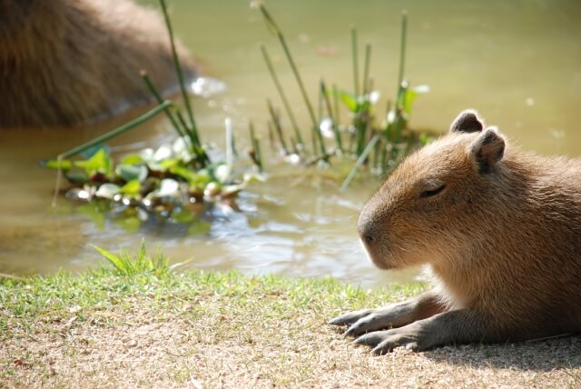 入館料・チケット