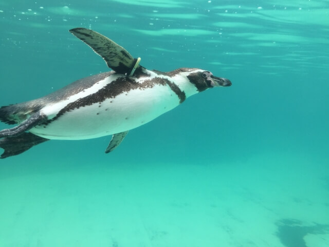 ペンギンエリア