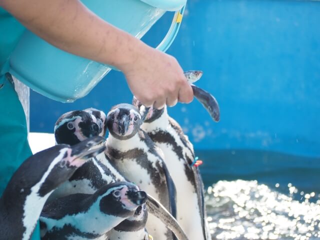 ペンギンエリア