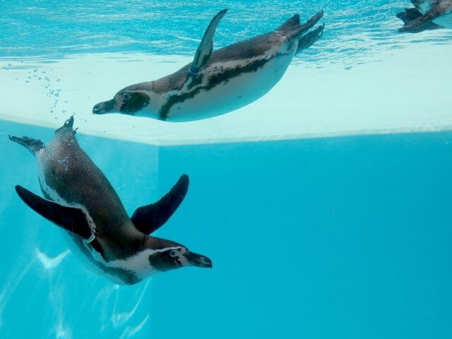 ペンギンエリア