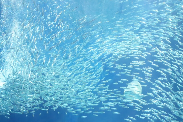 海の魚たち