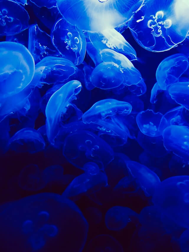 幻想的なクラゲたち